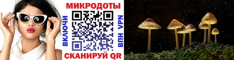 Галлюциногенные грибы Psilocybine cubensis  Ленинградская 
